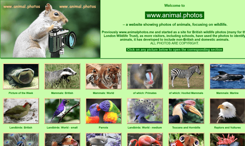 Animal Photos